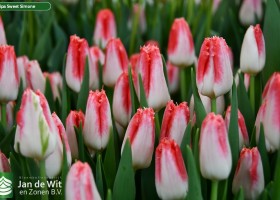 Tulipa Sweet Simone ® (2)